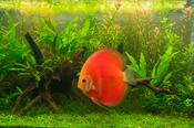 Discus -Marlboro Red Albino image
