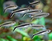 Penguin Tetra image