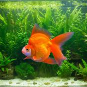 GOLD FISH - RYUKIN