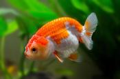 GOLD FISH RANCHU