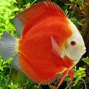 Red Melon Discus Fish image