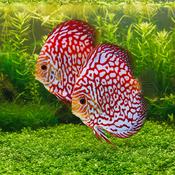 Discus - Red Pigeon Checkerboard