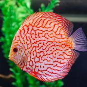 Red Pigeon Discus image