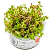 Rotala rotundifolia 'Blood Red' image
