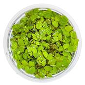 Salvinia minima - Floating Plant image