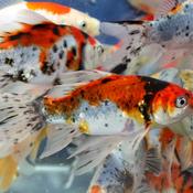 GOLD FISH - SHUBUNKIN image