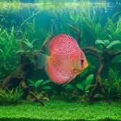 Discus - Snake Turquoise Red Spotted discus