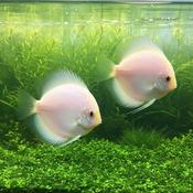 Snow White Discus