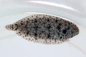 VILLOSUS SOLE