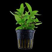 Staurogyne repens image
