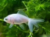 GOLD FISH - WHITE image