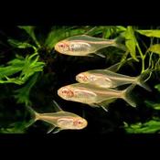 Albino Glow Light Tetra