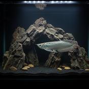 SILVER AROWANA