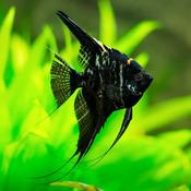 BLACK ANGEL