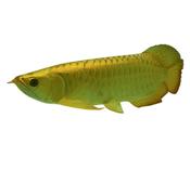 24K Golden Arowana Fish for Sale Ireland