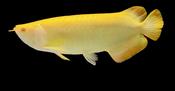 ALBINO BANJARED AROWANA