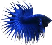 CROWN TAIL BETTA - male