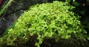 Micranthemum tweediei 'Monte Carlo' image