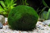 Aegagropila linnaei Moss Balls