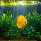 Discus - Golden Albino