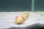 Golden Albino Axolotl image