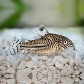 Corydoras Julli image