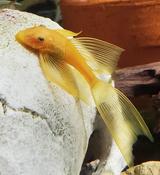 Longfin Golden L144 Pleco image