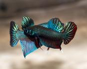 Betta Imbellis The Peaceful Wild Betta image