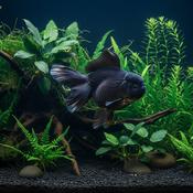 ORANDA Lion Head - BLACK