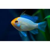 Blue Solid Mikrogeophagus Ramz