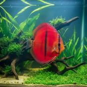 Discus - Red Rose