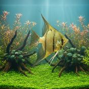MANACAPURU ANGELFISH image