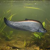 Royal Clown Knifefish