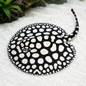 Snow White Diamond Stingray Captivating freshwater species
