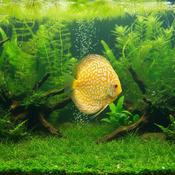 Discus - Golden Pigeon Checkerboard