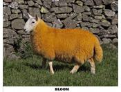 Cheviot Sheep Colouring Powders 45g image