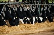 Elite Pre Calver