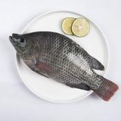 Telapia Block