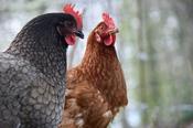 Hen Whole Bird