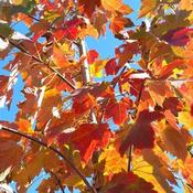 Acer Rubrum October Glory  (Code: T010) image