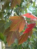 Acer Rubrum Summer Red (Code: T009) image