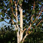 Betula jacquemontii image