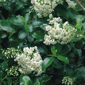 Escallonia Iveyi image