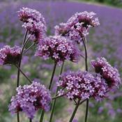 Verbena bonariensis image