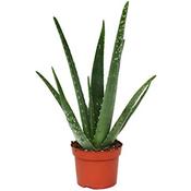 Aloe Vera image