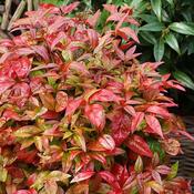 Nandina domestica Blush Pink image