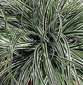 Carex Everest image