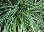 Carex osh. Evergold image