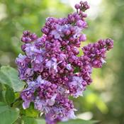 Syringa Charles Joly image