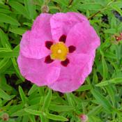 Cistus purpureus image